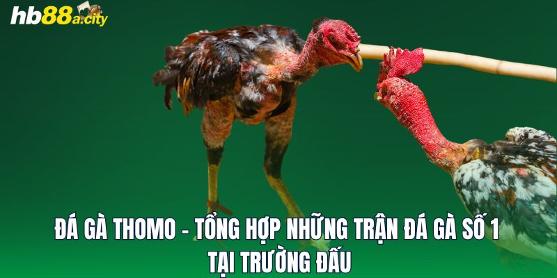 Đá Gà Thomo - Tổng Hợp Những Trận Đá Gà Số 1 Tại Trường Đấu