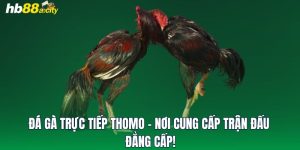 Đá Gà Trực Tiếp Thomo - Nơi Cung Cấp Trận Đấu Đẳng Cấp!