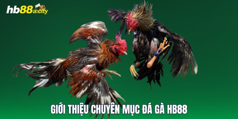 Giới thiệu chuyên mục đá gà HB88