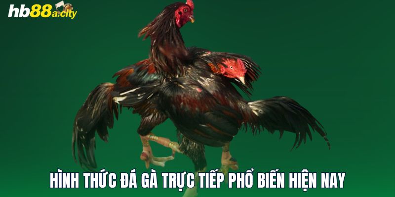 Hình thức đá gà trực tiếp phổ biến hiện nay