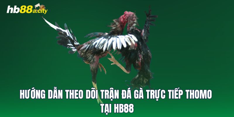 Hướng dẫn theo dõi trận đá gà trực tiếp Thomo tại HB88