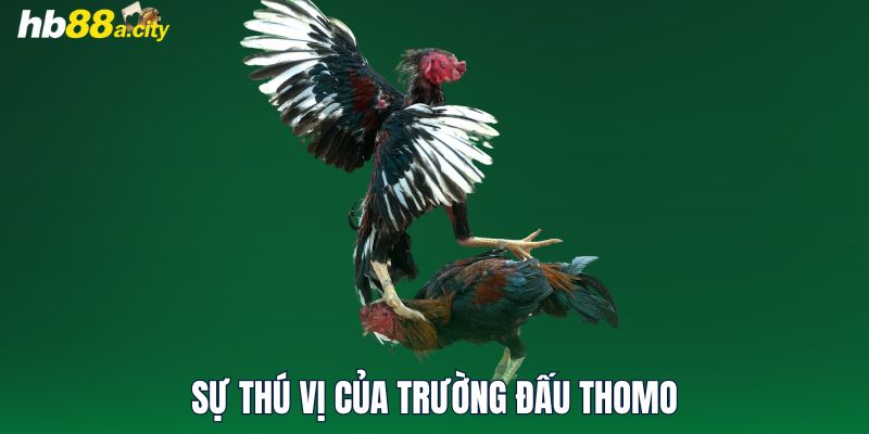 Sự thú vị của trường đấu Thomo